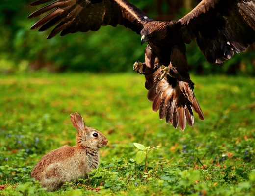 Les caméras de chasse